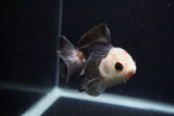 Thai Oranda  Panda 3.5 Inch (ID#0103T2c-58) Free2Day SHIPPING