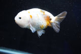 Milk Cow Ranchu  Calico 4 Inch (ID#1025R9a-53) Free2Day SHIPPING