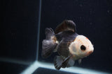 Thai Oranda  Panda 3.5 Inch (ID#0103T2c-58) Free2Day SHIPPING