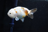 Milk Cow Ranchu  Calico 4 Inch (ID#1025R9a-53) Free2Day SHIPPING