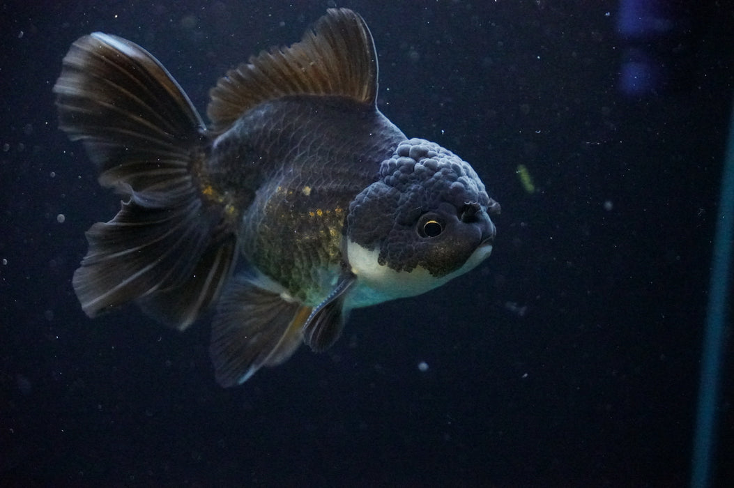 Thai Oranda  Black/Bronze 4 Inch (ID#1205T7a-32) Free2Day SHIPPING