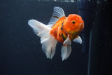 Thai Oranda  Calico 4.5 Inch (ID#1119To5b-97) Free2Day SHIPPING