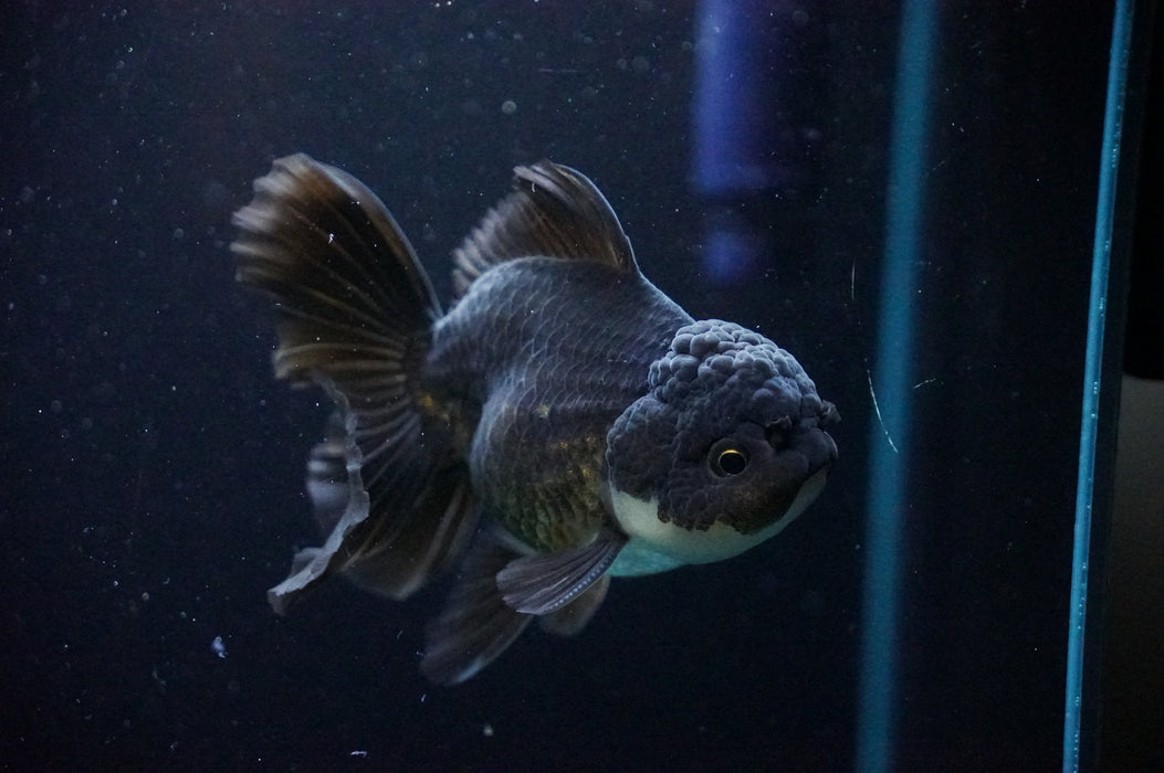 Thai Oranda  Black/Bronze 4 Inch (ID#1205T7a-32) Free2Day SHIPPING