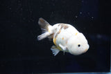 Milk Cow Ranchu  Calico 4 Inch (ID#1025R9a-53) Free2Day SHIPPING