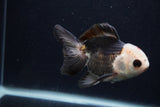 Thai Oranda  Panda 3.5 Inch (ID#0103T2c-58) Free2Day SHIPPING