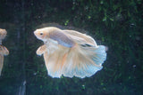 Dumbo   Multicolor Halfmoon Male Betta (ID#801-M215) Free2Day SHIPPING