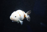 Milk Cow Ranchu  Calico 4 Inch (ID#1025R9a-53) Free2Day SHIPPING