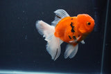 Thai Oranda  Calico 4.5 Inch (ID#1119To5b-97) Free2Day SHIPPING