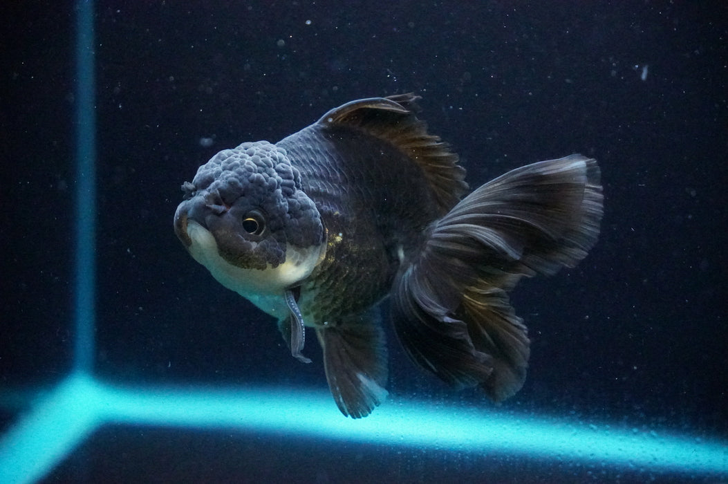 Thai Oranda  Black/Bronze 4 Inch (ID#1205T7a-32) Free2Day SHIPPING
