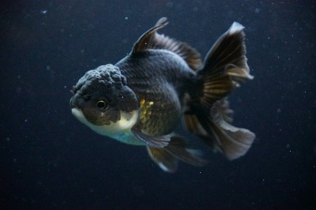 Thai Oranda  Black/Bronze 4 Inch (ID#1205T7a-32) Free2Day SHIPPING