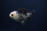 Thai Oranda  Panda 3.5 Inch (ID#0103T2c-58) Free2Day SHIPPING