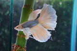 Dumbo   Multicolor Halfmoon Male Betta (ID#801-M215) Free2Day SHIPPING