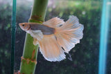 Dumbo   Multicolor Halfmoon Male Betta (ID#801-M215) Free2Day SHIPPING