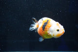 Milk Cow Ranchu  Calico 3.5 Inch (ID#1025R9a-54) Free2Day SHIPPING