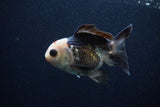 Thai Oranda  Panda 3.5 Inch (ID#0103T2c-58) Free2Day SHIPPING