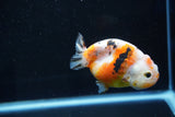 Milk Cow Ranchu  Calico 3.5 Inch (ID#1025R9a-54) Free2Day SHIPPING