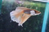 Dumbo   Multicolor Halfmoon Male Betta (ID#801-M215) Free2Day SHIPPING