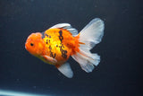 Thai Oranda  Sakura 4.5 Inch (ID#1119To5b-98) Free2Day SHIPPING