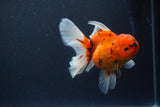 Thai Oranda  Sakura 4.5 Inch (ID#1119To5b-98) Free2Day SHIPPING