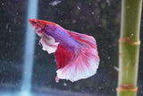 Dumbo   Multicolor Halfmoon Male Betta (ID#801-M216) Free2Day SHIPPING