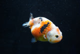 Milk Cow Ranchu  Calico 3.5 Inch (ID#1025R9a-54) Free2Day SHIPPING