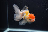 Thai Oranda  Red White 3.5 Inch (ID#0103T2c-59) Free2Day SHIPPING