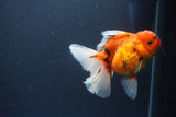 Thai Oranda  Sakura 4.5 Inch (ID#1119To5b-98) Free2Day SHIPPING