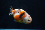 Milk Cow Ranchu  Calico 3.5 Inch (ID#1025R9a-54) Free2Day SHIPPING