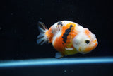 Milk Cow Ranchu  Calico 3.5 Inch (ID#1025R9a-54) Free2Day SHIPPING