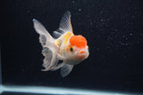 Thai Oranda  Red White 3.5 Inch (ID#0103T2c-59) Free2Day SHIPPING