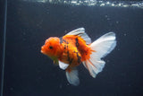 Thai Oranda  Sakura 4.5 Inch (ID#1119To5b-98) Free2Day SHIPPING