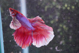 Dumbo   Multicolor Halfmoon Male Betta (ID#801-M216) Free2Day SHIPPING