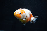 Milk Cow Ranchu  Calico 3.5 Inch (ID#1025R9a-54) Free2Day SHIPPING