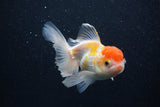 Thai Oranda  Red White 3.5 Inch (ID#0103T2c-59) Free2Day SHIPPING