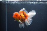 Thai Oranda  Sakura 4.5 Inch (ID#1119To5b-98) Free2Day SHIPPING