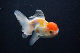 Thai Oranda  Red White 3.5 Inch (ID#0103T2c-59) Free2Day SHIPPING