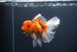 Thai Oranda  Sakura 4.5 Inch (ID#1119To5b-98) Free2Day SHIPPING