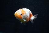 Milk Cow Ranchu  Calico 3.5 Inch (ID#1025R9a-54) Free2Day SHIPPING