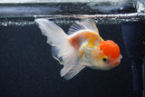 Thai Oranda  Red White 3.5 Inch (ID#0103T2c-59) Free2Day SHIPPING