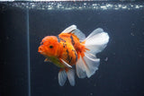 Thai Oranda  Sakura 4.5 Inch (ID#1119To5b-98) Free2Day SHIPPING