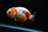 Milk Cow Ranchu  Calico 3.5 Inch (ID#1025R9a-54) Free2Day SHIPPING