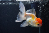 Thai Oranda  Red White 3.5 Inch (ID#0103T2c-59) Free2Day SHIPPING