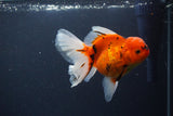 Thai Oranda  Sakura 4.5 Inch (ID#1119To5b-98) Free2Day SHIPPING