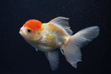 Thai Oranda  Red White 3.5 Inch (ID#0103T2c-59) Free2Day SHIPPING