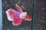 Dumbo   Multicolor Halfmoon Male Betta (ID#801-M216) Free2Day SHIPPING