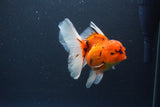 Thai Oranda  Sakura 4.5 Inch (ID#1119To5b-98) Free2Day SHIPPING