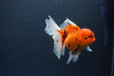 Thai Oranda  Sakura 4.5 Inch (ID#1119To5b-98) Free2Day SHIPPING