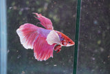 Dumbo   Multicolor Halfmoon Male Betta (ID#801-M216) Free2Day SHIPPING