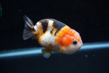 Milk Cow Ranchu  Calico 3.5 Inch (ID#1025R9a-55) Free2Day SHIPPING