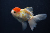 Thai Oranda  Red White 3.5 Inch (ID#0103T2c-59) Free2Day SHIPPING